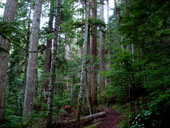 Asahel Curtis Nature Trail