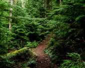 Asahel Curtis Nature Trail